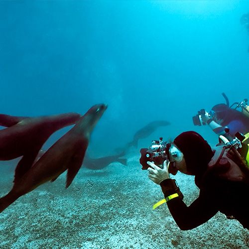 Diver with sea lion